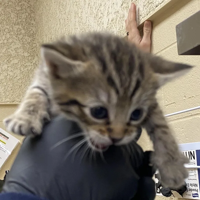 A baby small-sized female Brown / Chocolate Domestic Short Hair cat named Fresier for adoption in Winston-Salem, NC