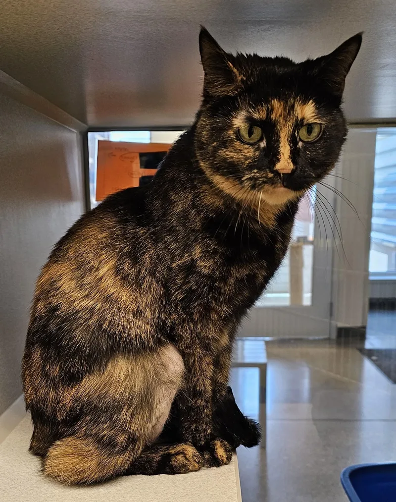 An adult medium-sized female Tortoiseshell Domestic Short Hair cat named Lenna for adoption in Cedar Rapids, IA