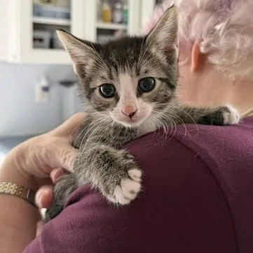 A baby small-sized male Tabby (Brown / Chocolate) Domestic Short Hair cat named Franky for adoption in Rochester, MN