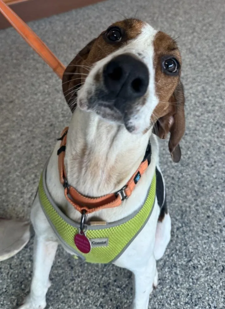 A young medium-sized female Tricolor (Brown, Black, & White) Hound dog named Gigi for adoption in Greenbelt, MD