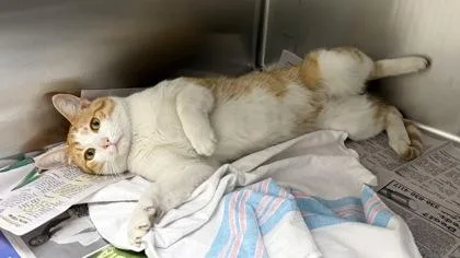 A young small-sized male Domestic Short Hair cat named Garfield for adoption in Wilkesboro, NC