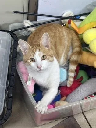 Garfield thumbnail 2