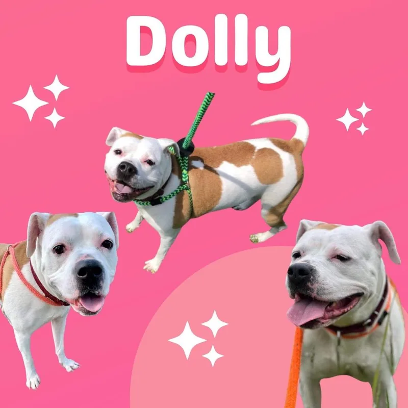 An adult medium-sized female Pit Bull Terrier dog named Dolly for adoption in Liverpool, NY