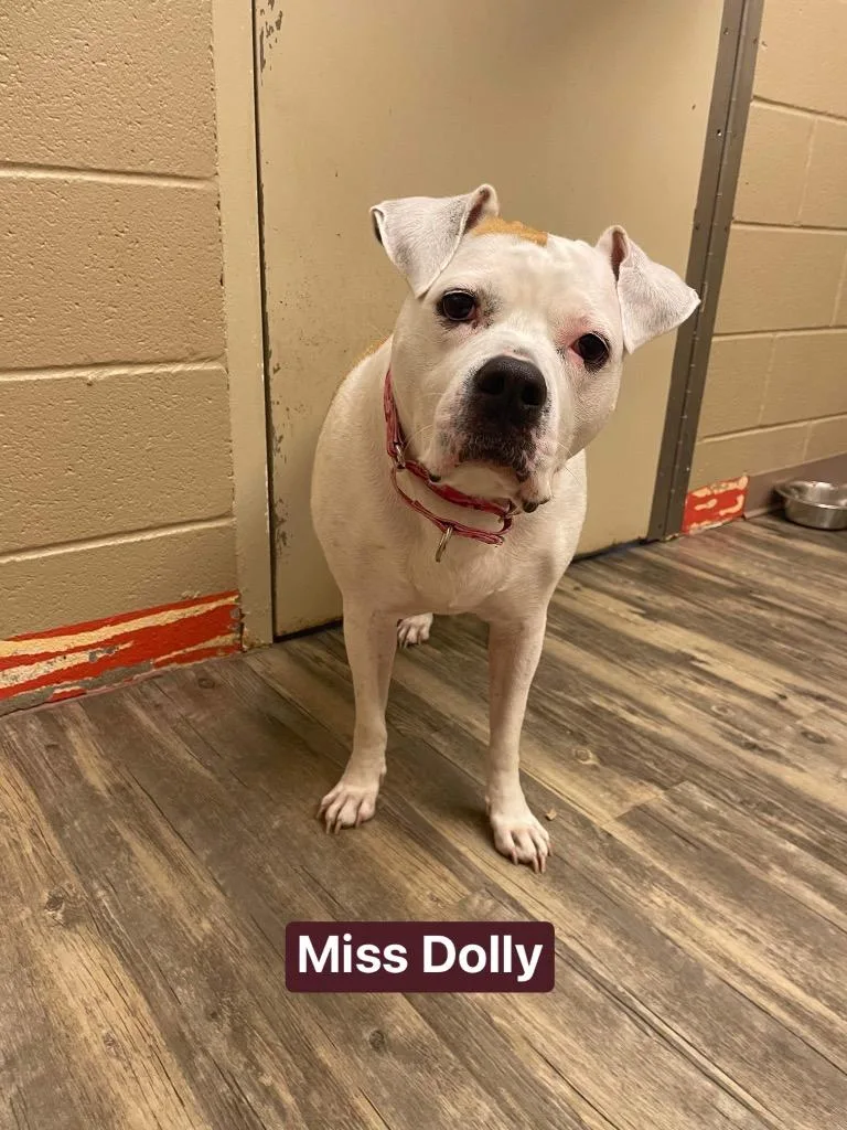 Dolly thumbnail 3