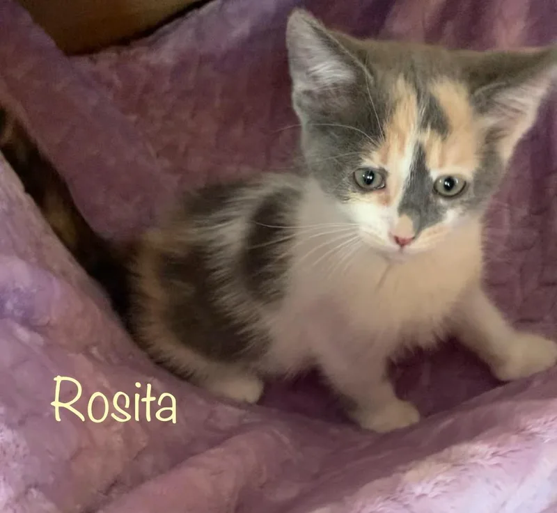 Rosita