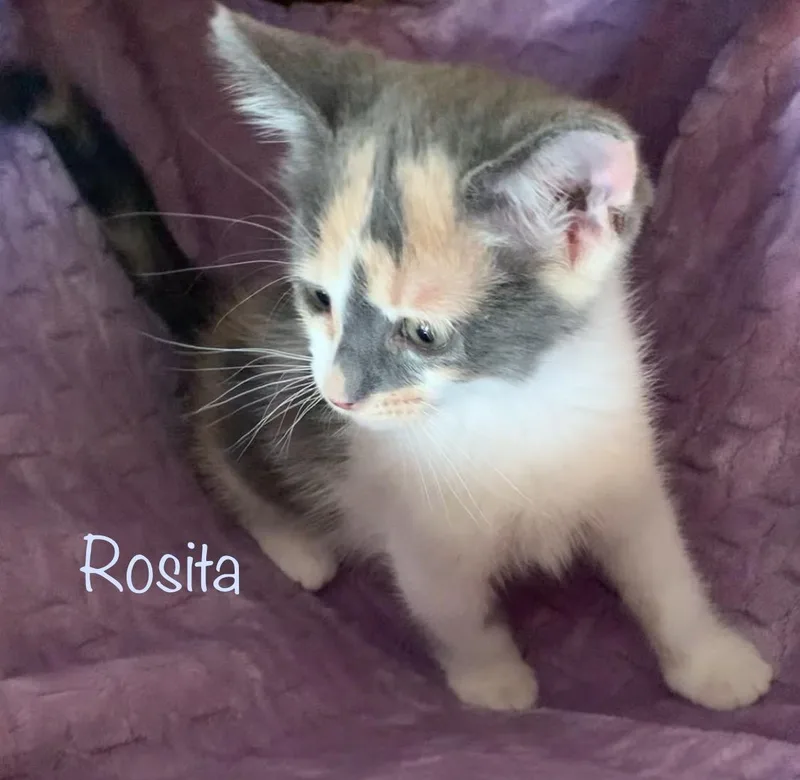 Rosita thumbnail 2