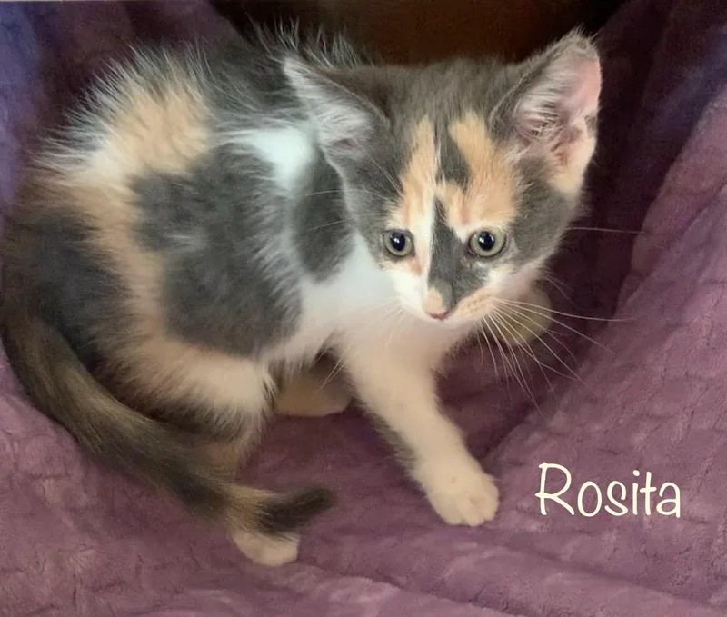 Rosita thumbnail 3