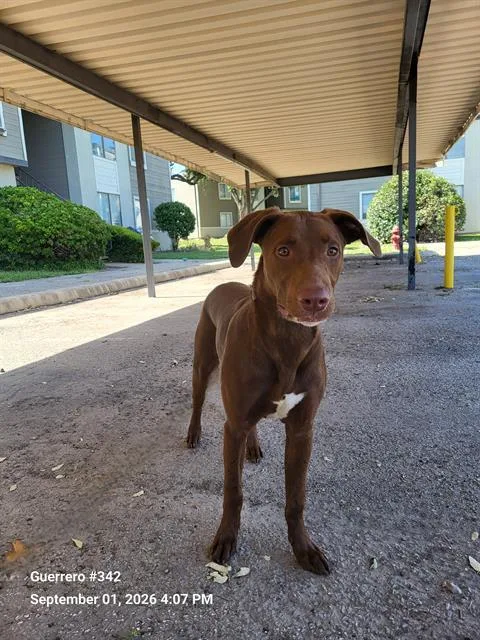 A young medium-sized male Labrador Retriever dog named Dexter for adoption in San Antonio, TX