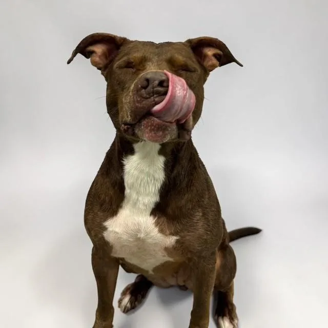 A young medium-sized female Brown / Chocolate American Staffordshire Terrier dog named Katy for adoption in Williston, VT