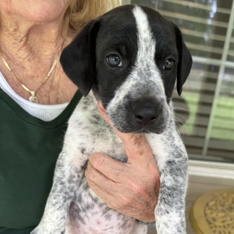 A baby medium-sized male Harlequin Feist dog named Davy for adoption in Heber Springs, AR