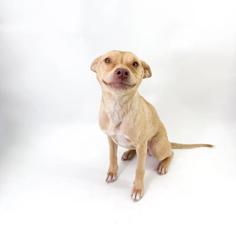 An adult small-sized female Golden Chihuahua dog named Sol for adoption in Scottsdale, AZ