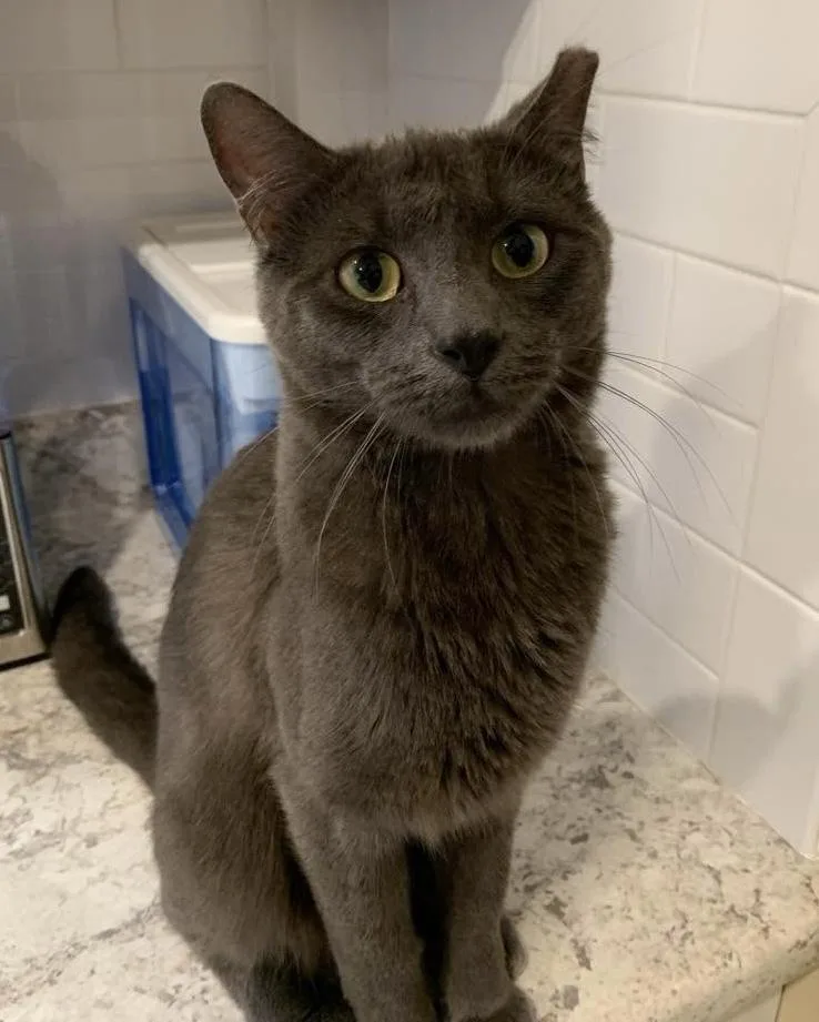 A young medium-sized male Domestic Short Hair cat named Titan for adoption in Chicago, IL