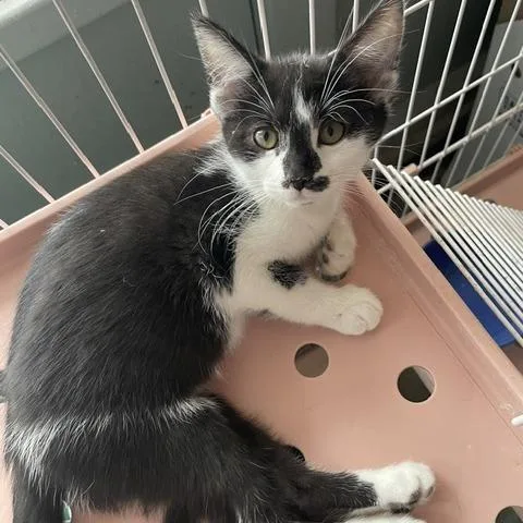 A baby small-sized female Black Domestic Short Hair cat named Spot for adoption in Dayton, OH