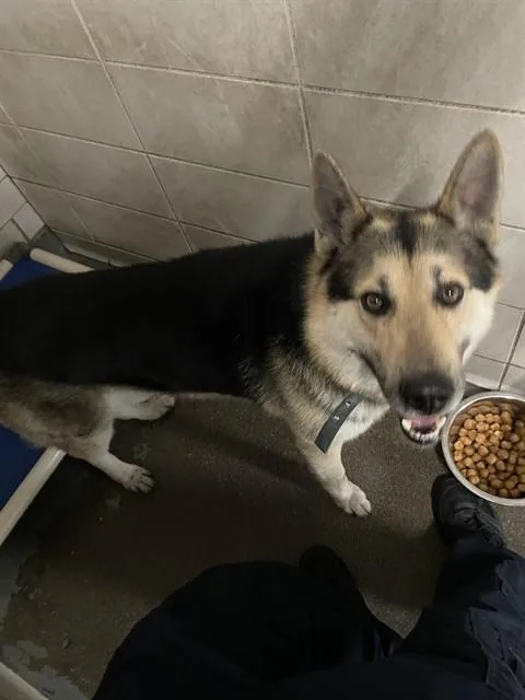 Pepperjack