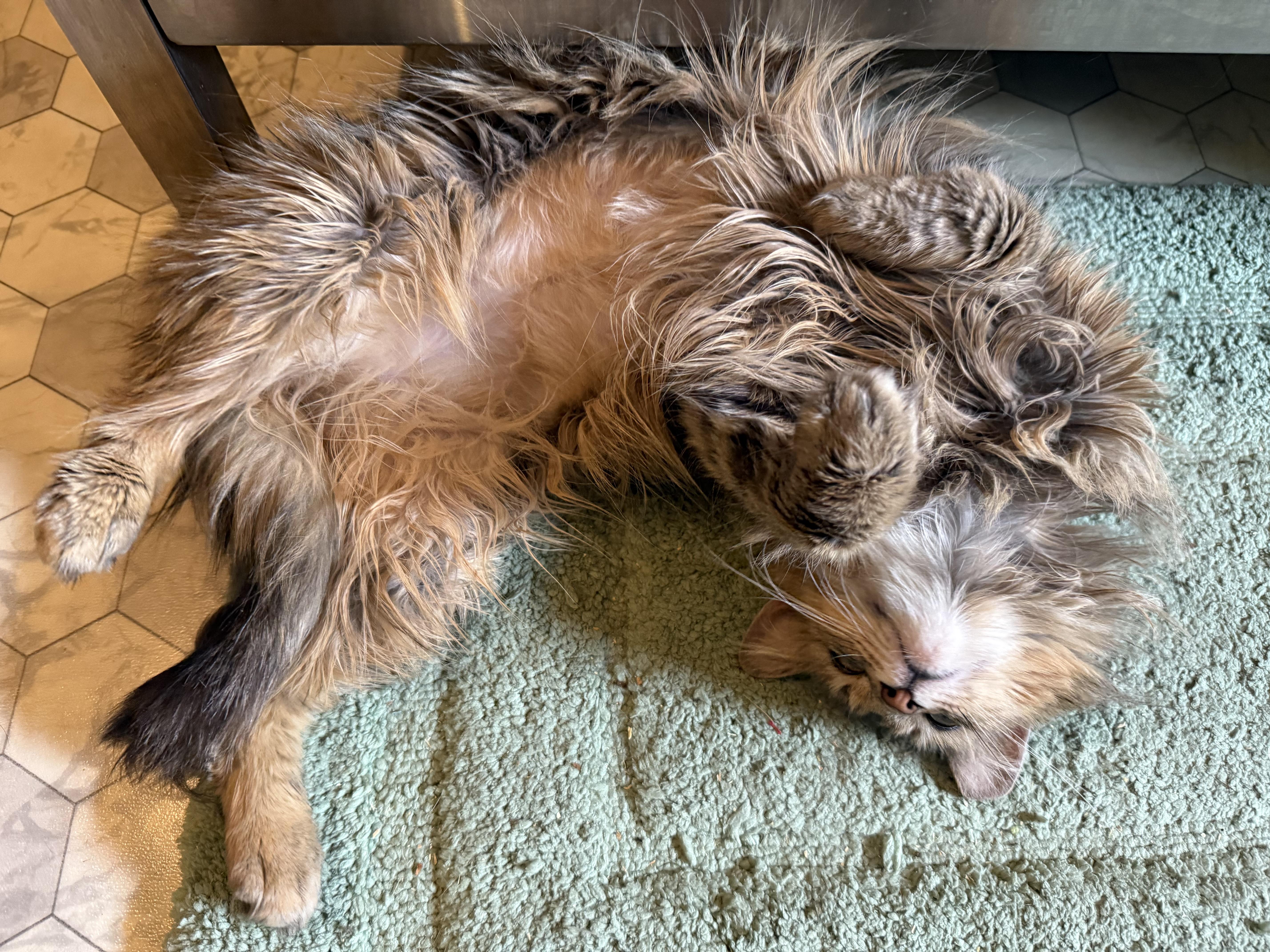 A young medium-sized female Dilute Tortoiseshell Torbie cat named Gypsie for adoption in Mist, OR