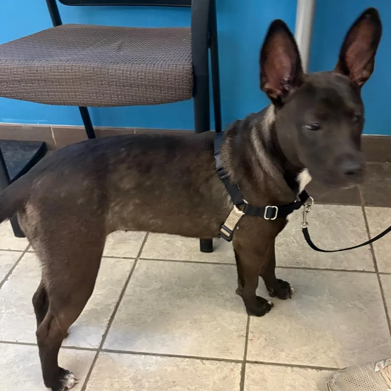 A young small-sized female Black Mixed Breed dog named StrayOldCussetaRoad for adoption in Columbus, GA