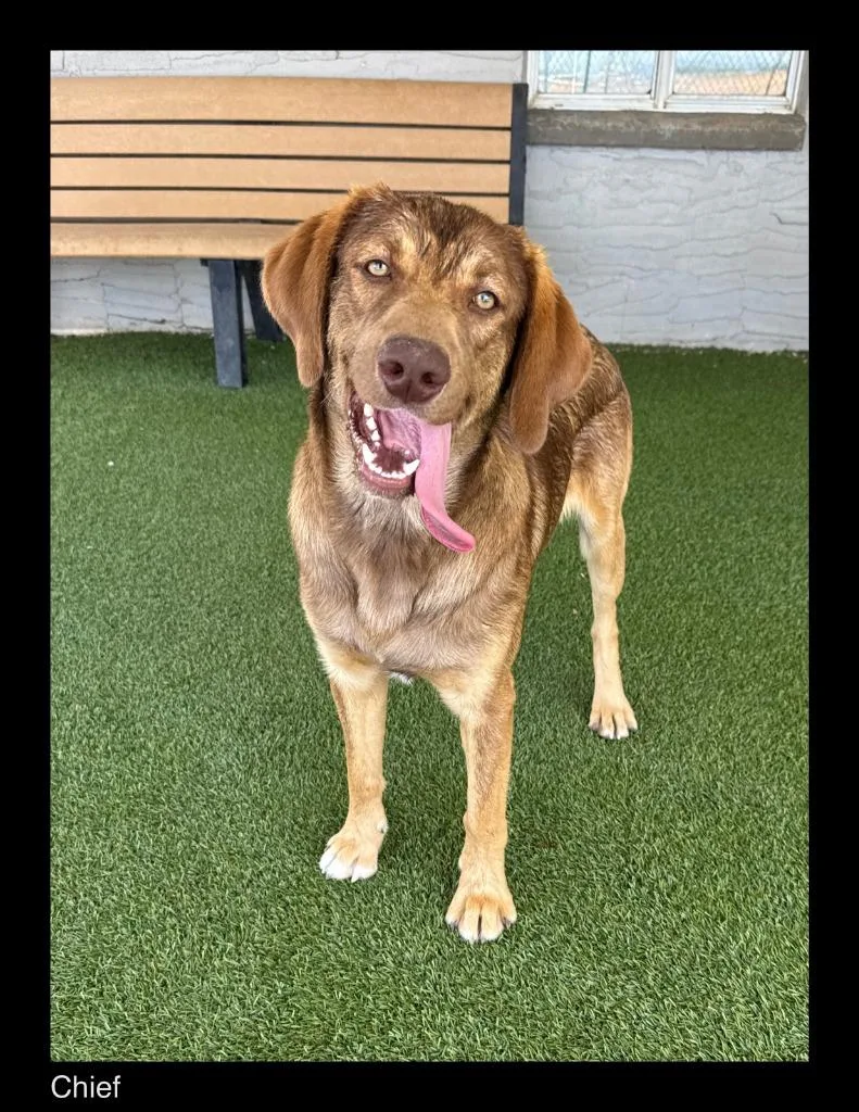 A young medium-sized male Hound dog named Chief for adoption in Chino Valley, AZ
