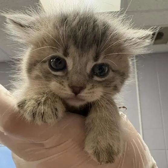 A baby small-sized female Gray / Blue / Silver Domestic Short Hair cat named Girl for adoption in South Elgin, IL