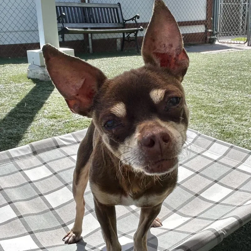A senior small-sized male Brown / Chocolate Chihuahua dog named Lenny for adoption in Pacific Grove, CA