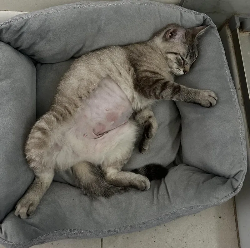 Freya