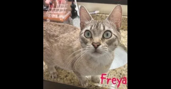 Freya thumbnail 2