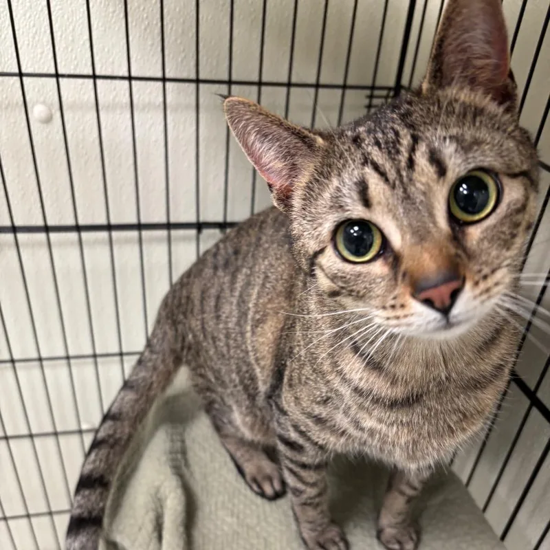 An adult large-sized female Brown / Chocolate Domestic Short Hair cat named Jupiter for adoption in Galax, VA