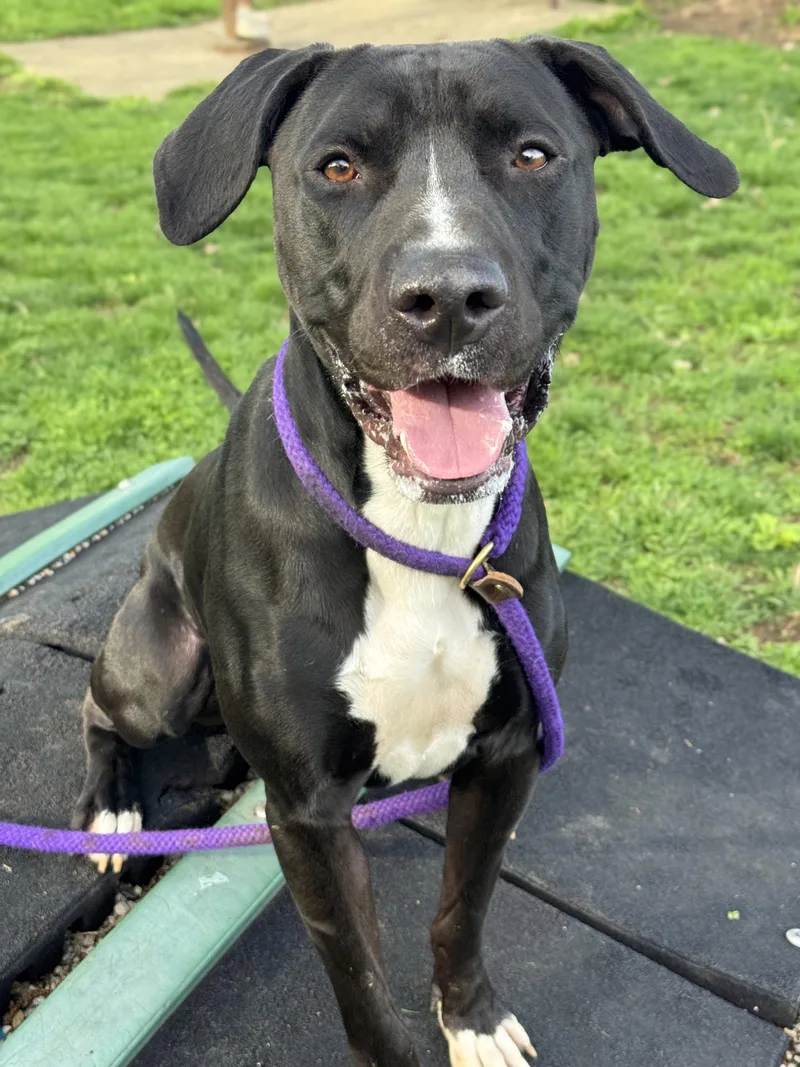 An adult large-sized male Black Pit Bull Terrier dog named Mark for adoption in Anderson, IN
