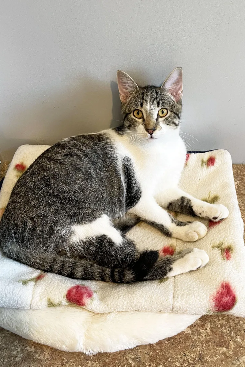 A baby medium-sized male Tabby (Brown / Chocolate) Domestic Short Hair cat named Scone for adoption in Lincoln, NE