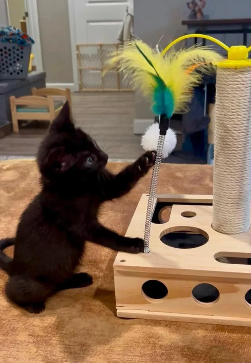 A baby small-sized female Black Domestic Short Hair cat named Licorice for adoption in Saint Charles, MO