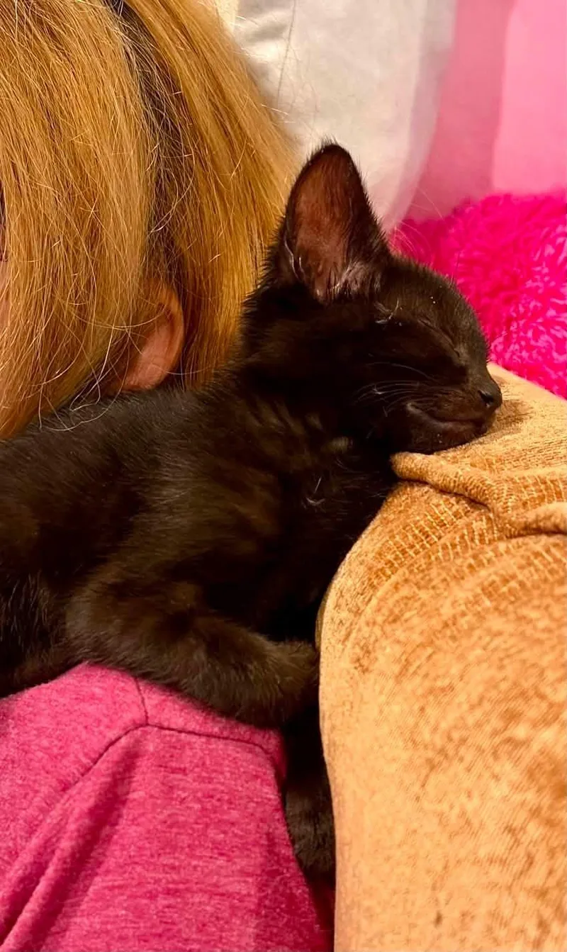 Licorice thumbnail 2