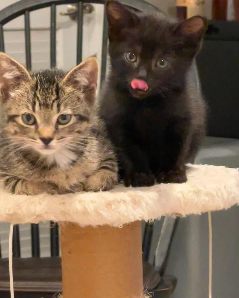 Licorice thumbnail 3