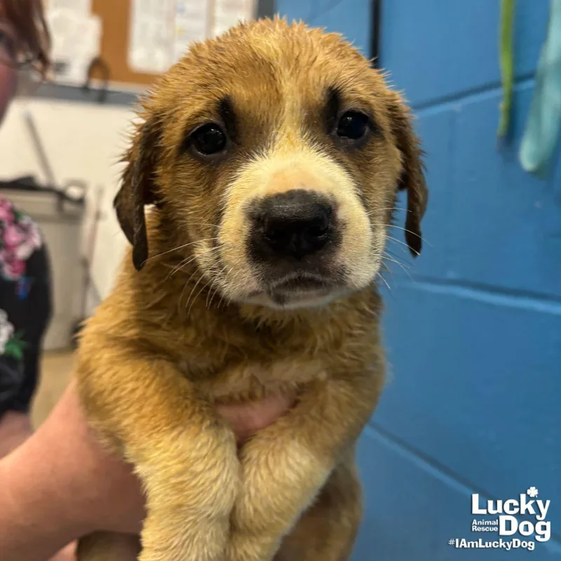 A baby large-sized male Retriever dog named Loquat for adoption in Washington, DC