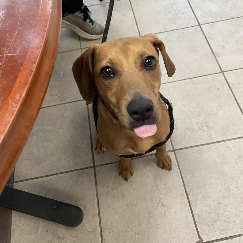 A young medium-sized female Brown / Chocolate Mixed Breed dog named StrayApexRoadRiverRoad for adoption in Columbus, GA