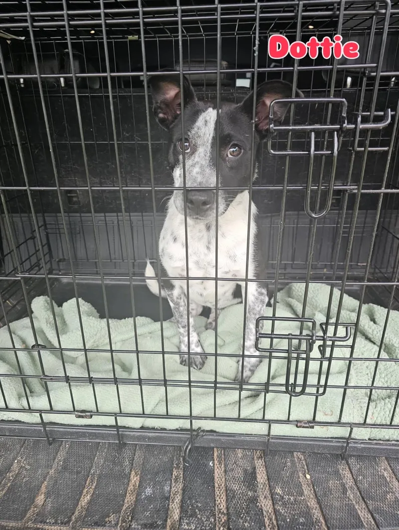 A young medium-sized female Australian Cattle Dog / Blue Heeler dog named Dottie for adoption in Rock Hill, NY