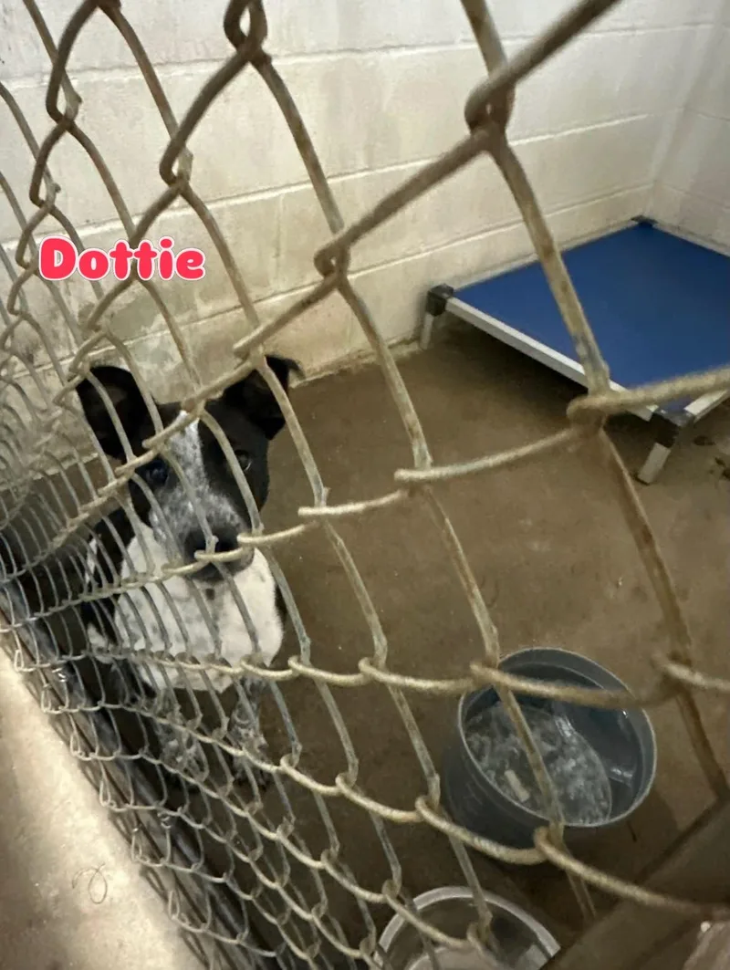 Dottie thumbnail 2