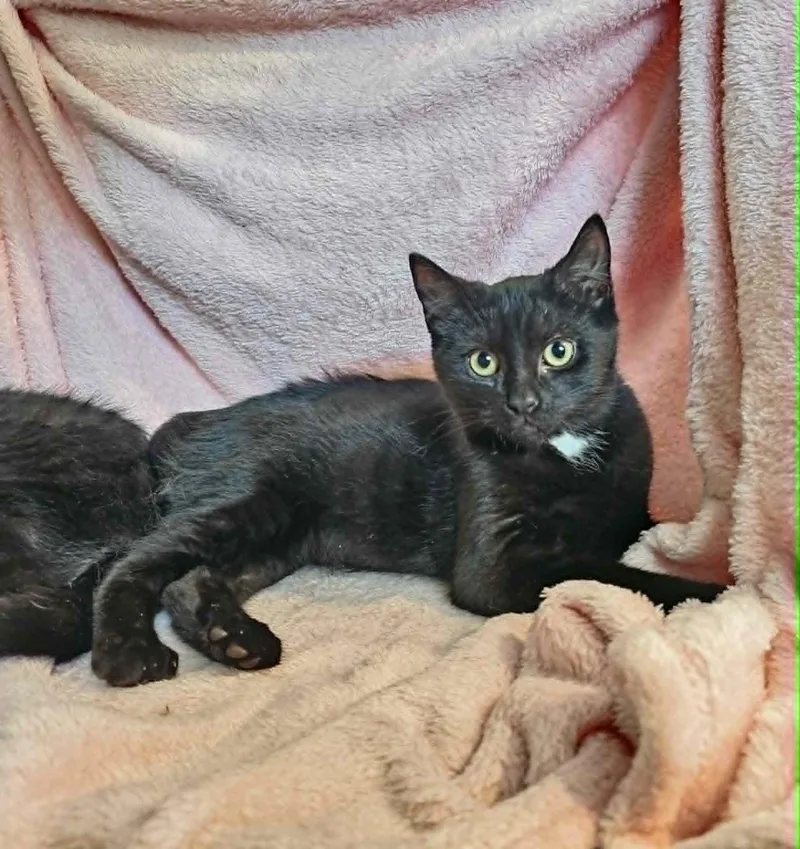 A baby medium-sized male Black Domestic Short Hair cat named Sheldon for adoption in Wading River, NY