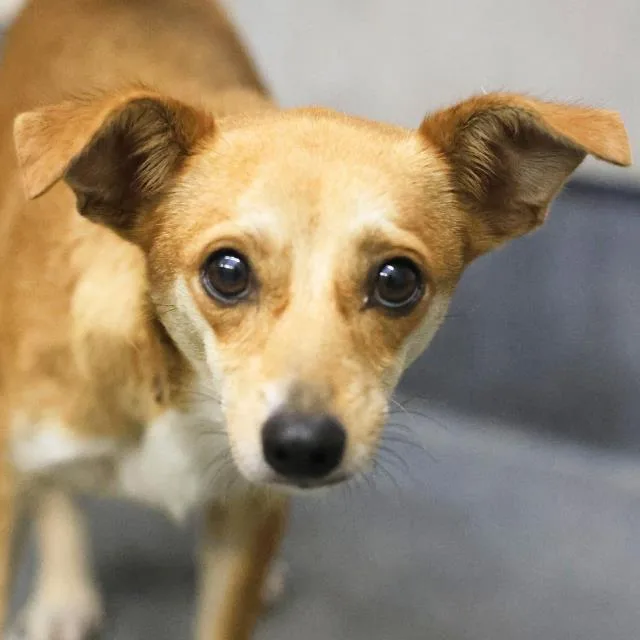 An adult small-sized female Terrier dog named Persephone for adoption in San Antonio, TX