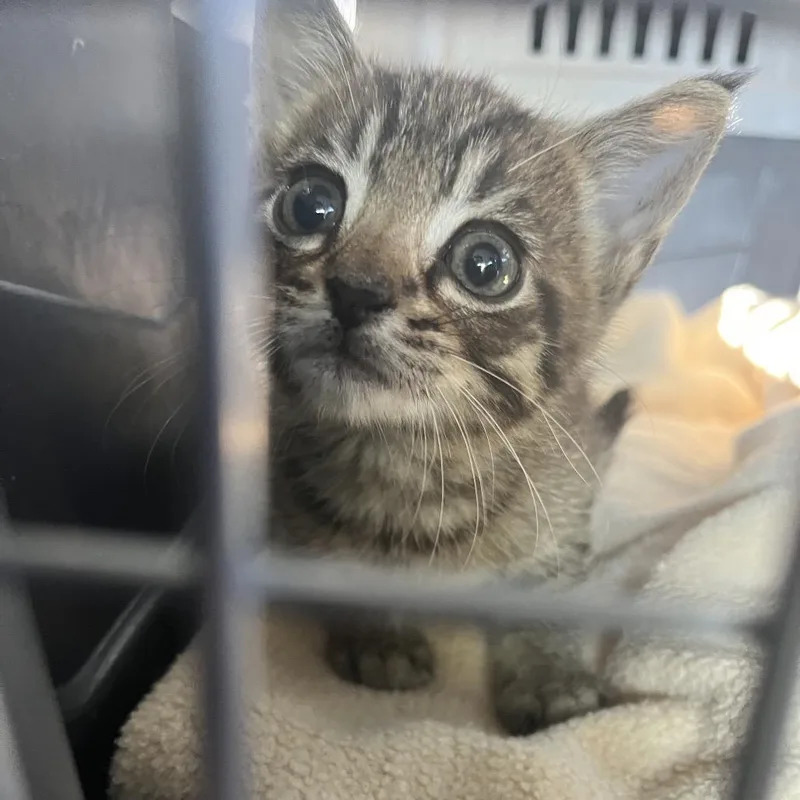 A baby small-sized male Brown / Chocolate Domestic Short Hair cat named Spike PrattCA for adoption in Tallahassee, FL