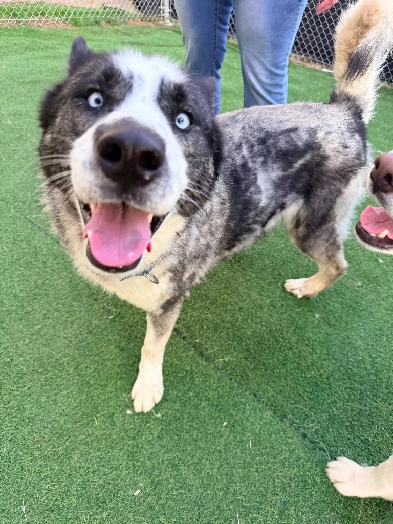 Linguini thumbnail 2