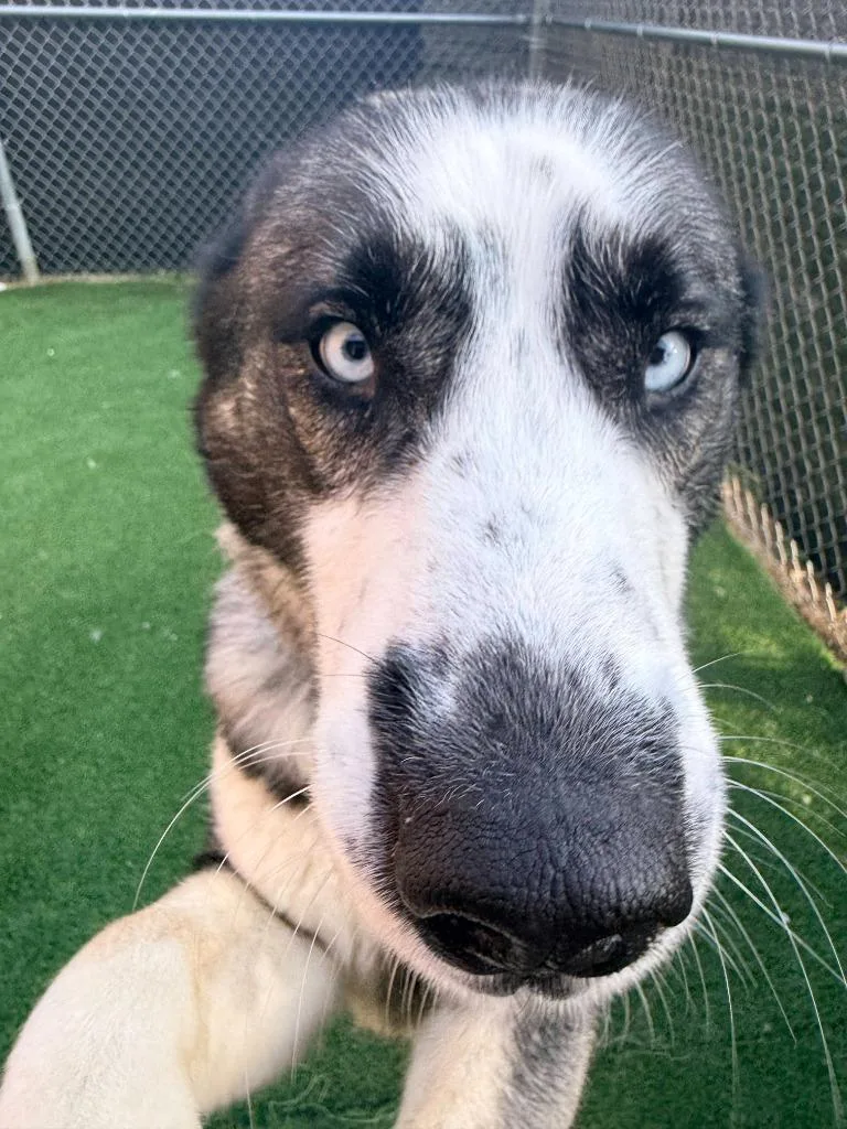 Linguini thumbnail 3