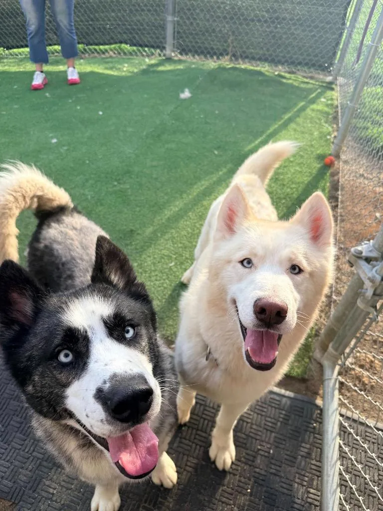 Linguini thumbnail 4