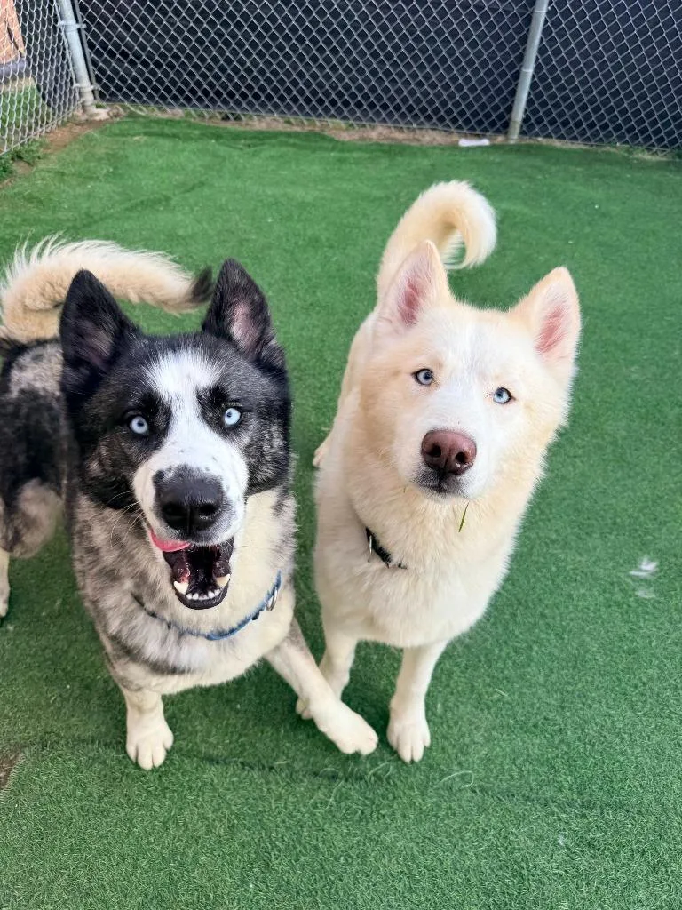 Linguini thumbnail 5