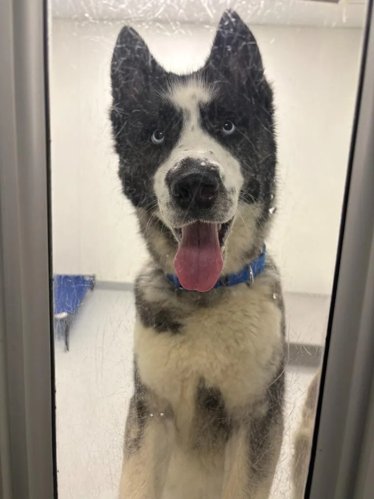 Linguini thumbnail 6