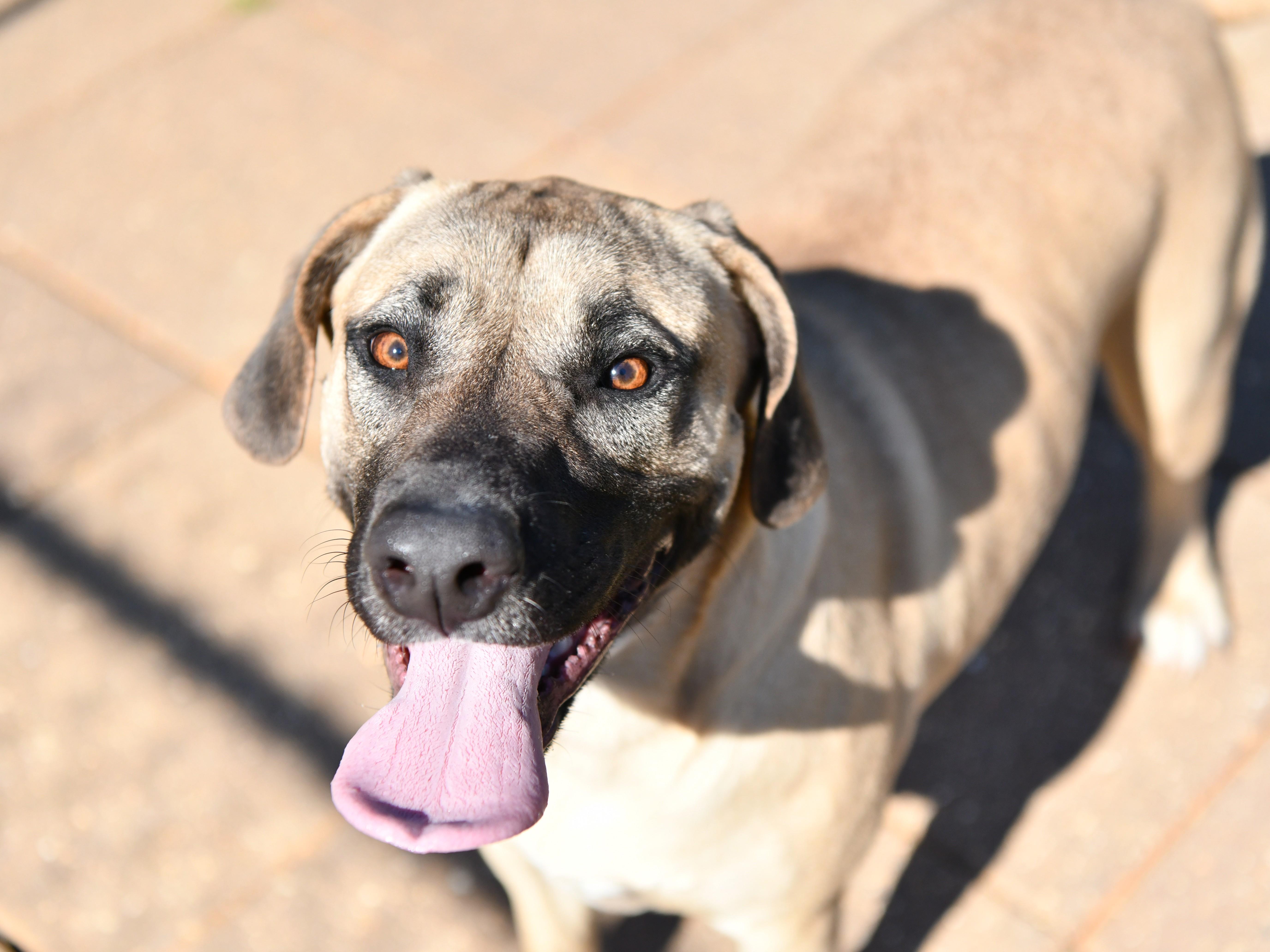 An adult medium-sized female Yellow / Tan / Blond / Fawn Black Mouth Cur dog named Ava for adoption in Fairhope, AL