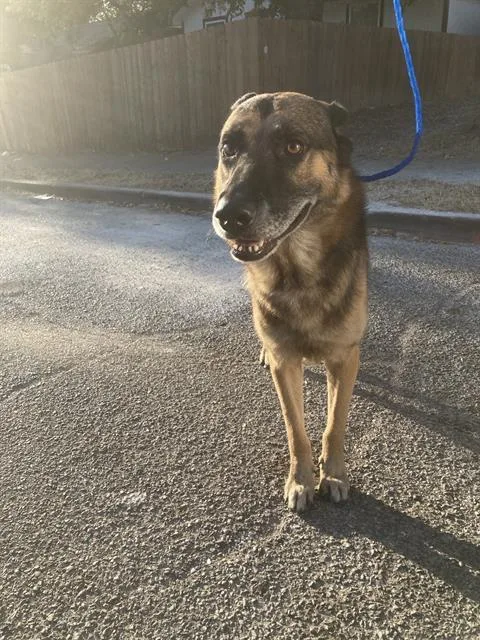 An adult large-sized male Mixed Breed dog named Bruce for adoption in Dallas, TX