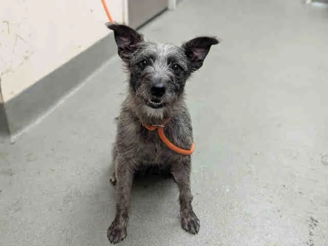 A young medium-sized female Cairn Terrier dog named Pepper for adoption in Carlsbad, CA