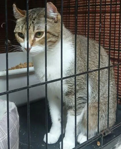 An adult medium-sized female Tabby (Brown / Chocolate) American Curl cat named 321398842 for adoption in Lees Summit, MO
