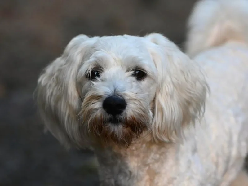 Charlie thumbnail 3