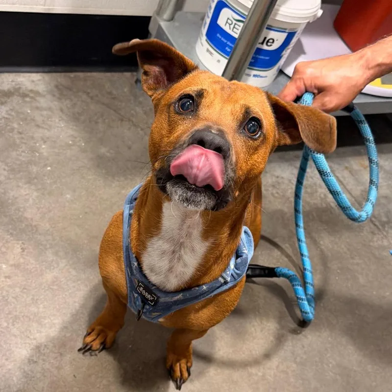 An adult medium-sized male Yellow / Tan / Blond / Fawn Terrier dog named Aslan for adoption in Tampa, FL