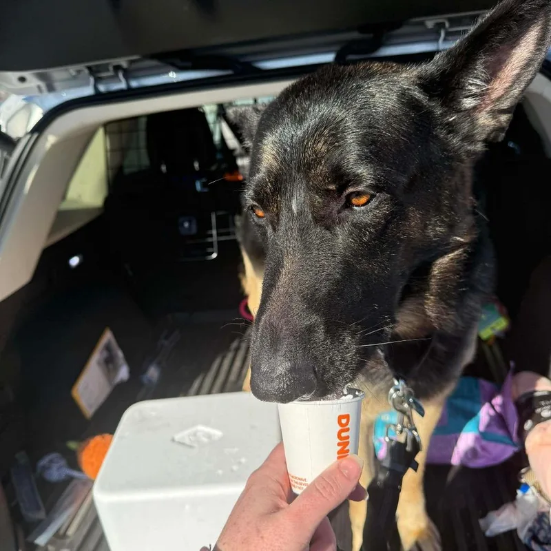 An adult large-sized male Black German Shepherd Dog dog named Larry Bloom for adoption in Farmersville, OH